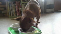 dogcafe_02.jpg